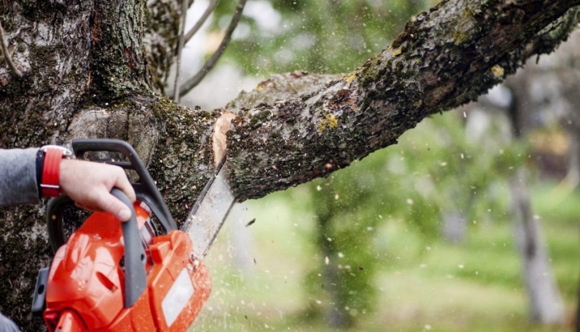 tree_branch_cutting